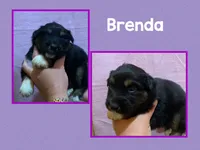 Brenda, a female Australian Shepherd for sale in Eustace, TX – Photo 2 of 2