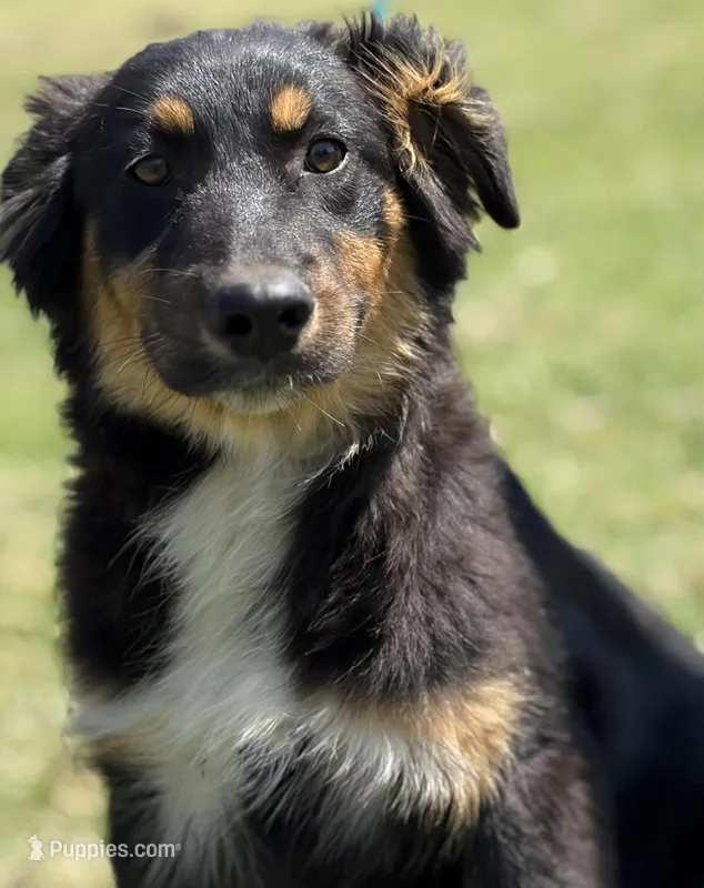 Brenda – Australian Shepherd puppy for sale in Eustace, TX