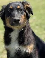 Brenda, a female Australian Shepherd for sale in Eustace, TX – Photo 1 of 4