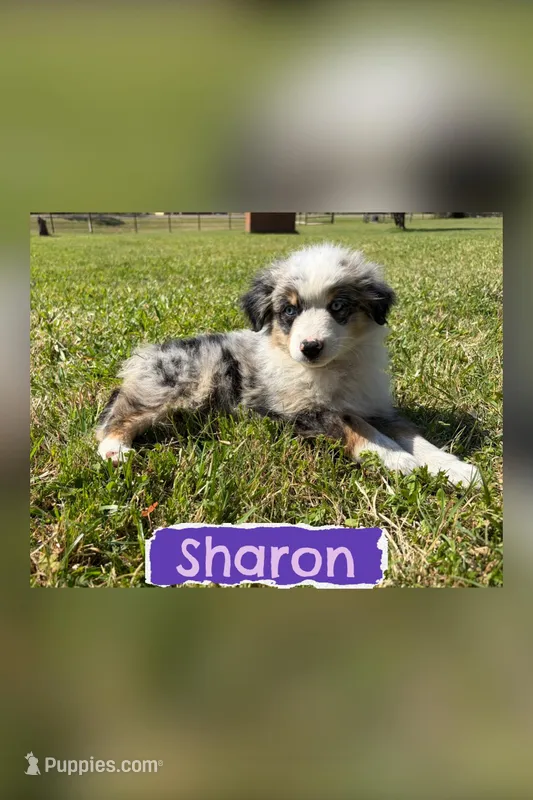 Sharon – Miniature Australian Shepherd puppy for sale in Eustace, TX