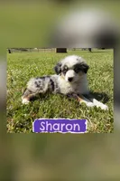 Sharon, a female Miniature Australian Shepherd for sale in Eustace, TX – 1 of 1