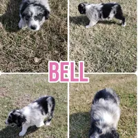 Bell, a female Australian Shepherd for sale in Eustace, TX – Photo 1 of 2