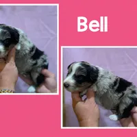 Bell, a female Australian Shepherd for sale in Eustace, TX – Photo 2 of 2
