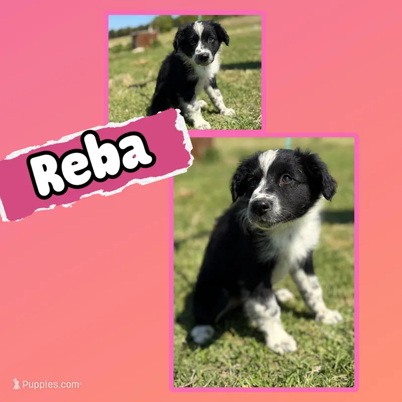Reba – Australian Shepherd puppy for sale in Eustace, TX