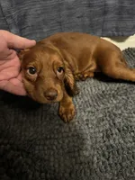 Not Named, a female Cavalier King Charles Spaniel and Miniature Dachshund for sale in Columbus, OH – 2 of 2