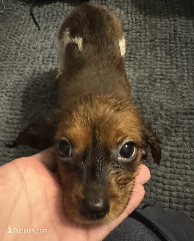 Not Named – Cavalier King Charles Spaniel, Miniature Dachshund puppy for sale in Columbus, OH