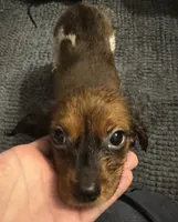 Not Named, a male Cavalier King Charles Spaniel and Miniature Dachshund for sale in Columbus, OH – 1 of 2