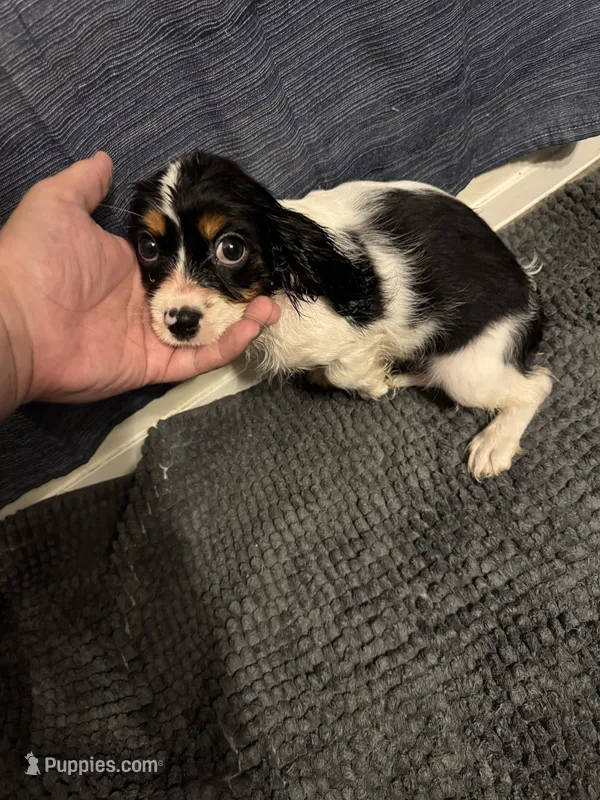 Not Named – Cavalier King Charles Spaniel, Miniature Dachshund puppy for sale in Columbus, OH