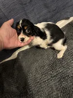 Not Named, a female Cavalier King Charles Spaniel and Miniature Dachshund for sale in Columbus, OH – 1 of 2