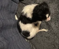 Not Named, a female Cavalier King Charles Spaniel and Miniature Dachshund for sale in Columbus, OH – 2 of 2
