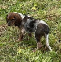 Not Named, a male Dachshund and Cavalier King Charles Spaniel for sale in Columbus, OH – 1 of 2