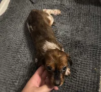 Not Named, a male Cavalier King Charles Spaniel and Miniature Dachshund for sale in Columbus, OH – 2 of 2