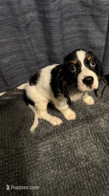 Not Named – Cavalier King Charles Spaniel, Miniature Dachshund puppy for sale in Columbus, OH