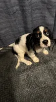 Not Named, a female Cavalier King Charles Spaniel and Miniature Dachshund for sale in Columbus, OH – 1 of 2