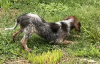 Not Named, a male Dachshund and Cavalier King Charles Spaniel for sale in Columbus, OH – 2 of 2