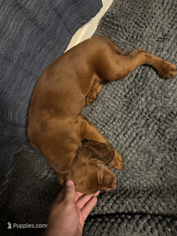 Not Named – Cavalier King Charles Spaniel, Miniature Dachshund puppy for sale in Columbus, OH