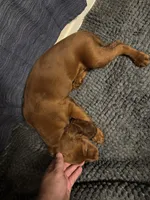 Not Named, a female Cavalier King Charles Spaniel and Miniature Dachshund for sale in Columbus, OH – 1 of 2