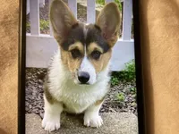 Stormy, a female Pembroke Welsh Corgi for sale in Brazil, IN – 2 of 5