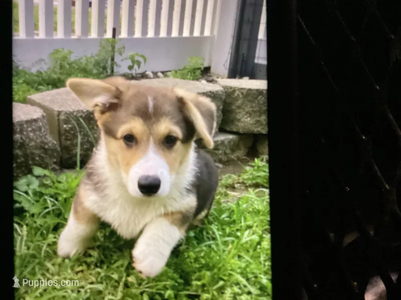 Slim – Pembroke Welsh Corgi puppy for sale in Brazil, IN