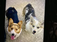Mercy, a female Pembroke Welsh Corgi for sale in Brazil, IN – 3 of 3