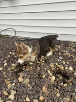 Slim, a male Pembroke Welsh Corgi for sale in Brazil, IN – 3 of 4