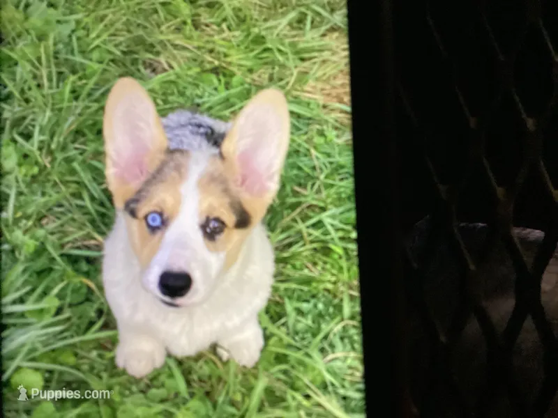 Mercy – Pembroke Welsh Corgi puppy for sale in Brazil, IN