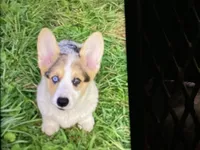 Mercy, a female Pembroke Welsh Corgi for sale in Brazil, IN – 1 of 3