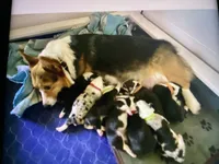 Mercy, a female Pembroke Welsh Corgi for sale in Brazil, IN – 2 of 3