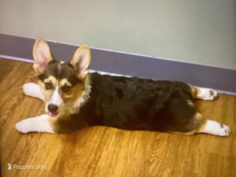 Stormy – Pembroke Welsh Corgi puppy for sale in Brazil, IN