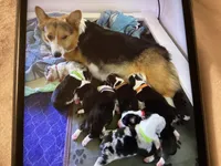 Stormy, a female Pembroke Welsh Corgi for sale in Brazil, IN – 4 of 5