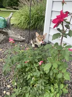 Slim, a male Pembroke Welsh Corgi for sale in Brazil, IN – 4 of 4