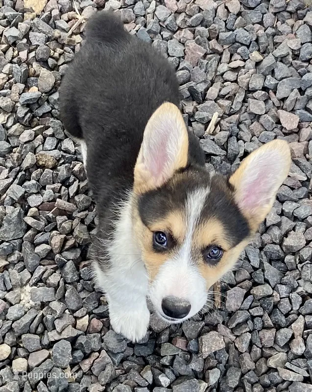 Precious – Pembroke Welsh Corgi puppy for sale in Brazil, IN