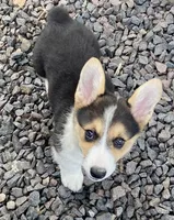 Precious, a female Pembroke Welsh Corgi for sale in Brazil, IN – 1 of 1