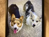 Stormy, a female Pembroke Welsh Corgi for sale in Brazil, IN – 5 of 5