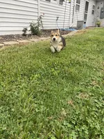 Slim, a male Pembroke Welsh Corgi for sale in Brazil, IN – 2 of 4