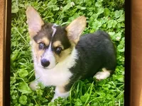 Stormy, a female Pembroke Welsh Corgi for sale in Brazil, IN – 3 of 5