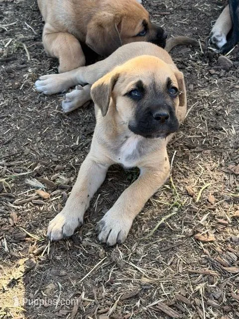 River – Great Pyrenees, Cane Corso puppy for sale in Oceanside, CA