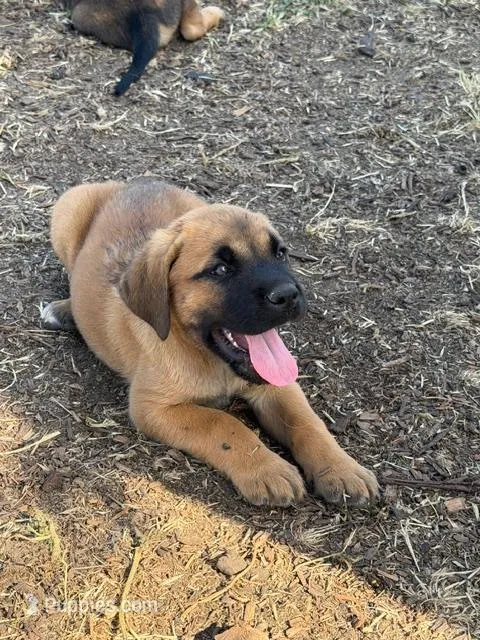Dune – Great Pyrenees, Cane Corso puppy for sale in Oceanside, CA