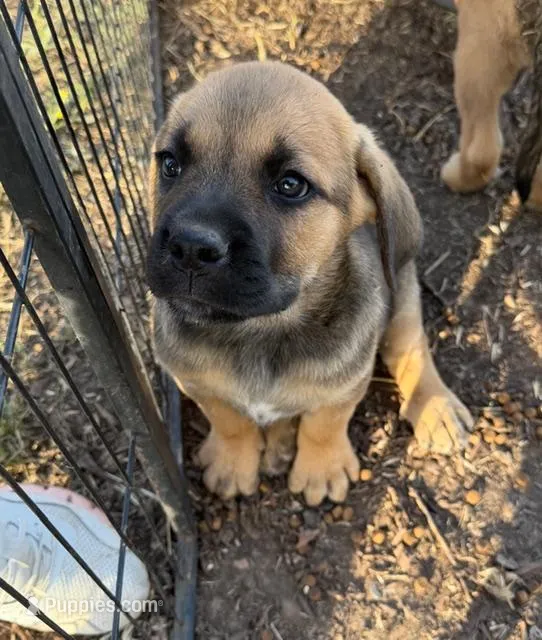 Bear – Great Pyrenees, Cane Corso puppy for sale in Oceanside, CA