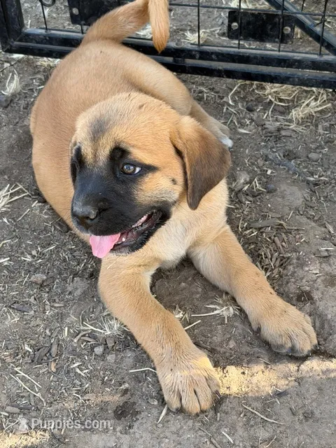 Princess Peach – Great Pyrenees, Cane Corso puppy for sale in Oceanside, CA