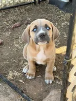 Sky, a female Great Pyrenees and Cane Corso for sale in Oceanside, CA – Photo 1 of 2