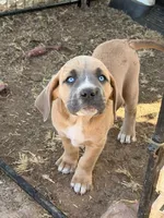 Sky, a female Great Pyrenees and Cane Corso for sale in Oceanside, CA – Photo 2 of 2
