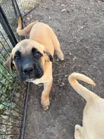 Princess Peach, a female Great Pyrenees and Cane Corso for sale in Oceanside, CA – 3 of 3