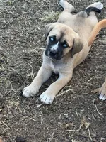 Heaven, a female Great Pyrenees and Cane Corso for sale in Oceanside, CA – Photo 3 of 3