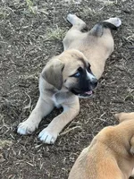 Heaven, a female Great Pyrenees and Cane Corso for sale in Oceanside, CA – Photo 2 of 3