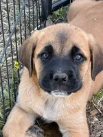 Princess Peach, a female Great Pyrenees and Cane Corso for sale in Oceanside, CA – 2 of 3