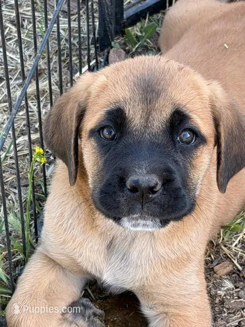 Stella – Great Pyrenees, Cane Corso puppy for sale in Oceanside, CA