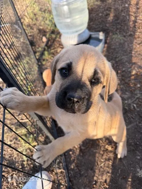 Light, a female Great Pyrenees and Cane Corso for sale in Oceanside, CA – Photo 1 of 1