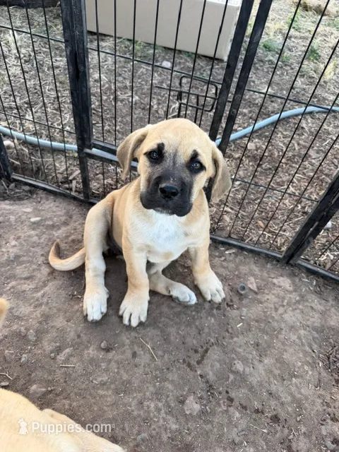 Rory – Great Pyrenees, Cane Corso puppy for sale in Oceanside, CA