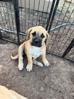 Rory, a female Great Pyrenees and Cane Corso for sale in Oceanside, CA – 1 of 2